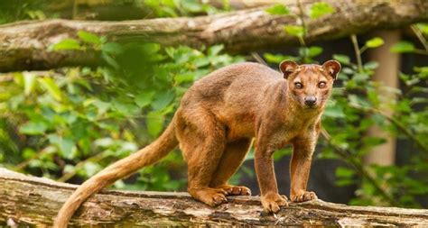 The Fossa Is The Largest Carnivorous Mammal On Madagascar These