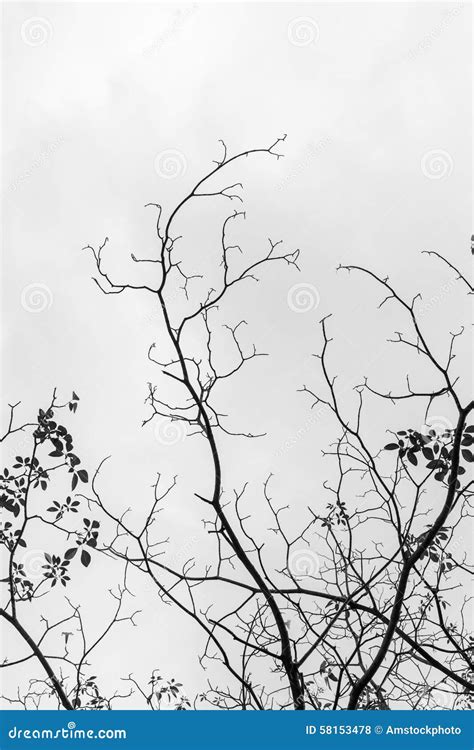 Black And White Of Dry Twigs Stock Photo Image Of Twigs Branch 58153478