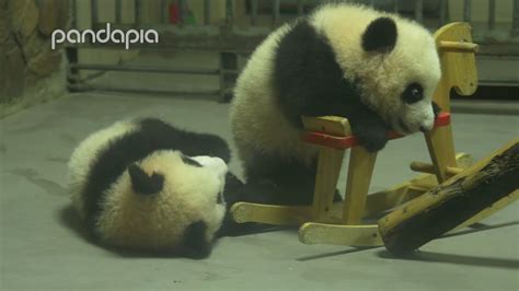 Baby Pandas Playing Together Youtube