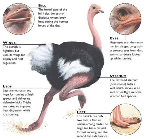 Ostrich Birds