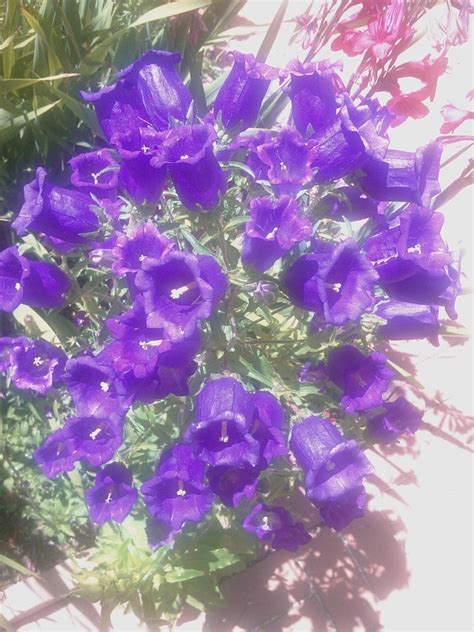 We did not find results for: Purple Flowering Bush | Flowers Forums