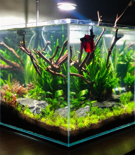 The guide will help you decide what kind of nano fish is best for your microsystem. First nano aquascape (album in comments) : nanotank