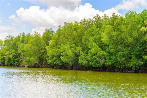 Beautiful Mangrove Forest Landscape In Thailand 2198337 Stock Photo At