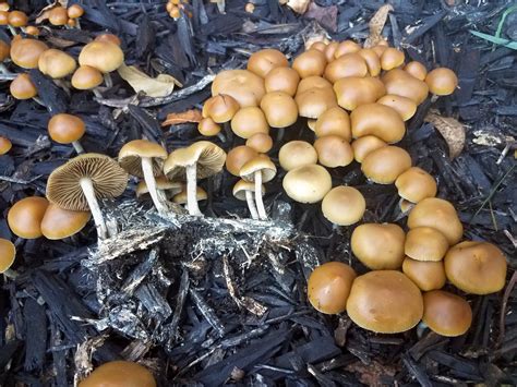 Psilocybe Allenii Potency Trip Effects Dosage And Growing