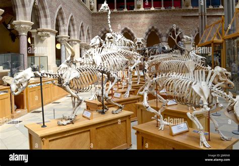 Animal Skeletons Oxford Natural History Museum Stock Photo Alamy