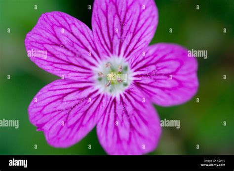Purple Geraniums Cranesbill Stock Photo Alamy