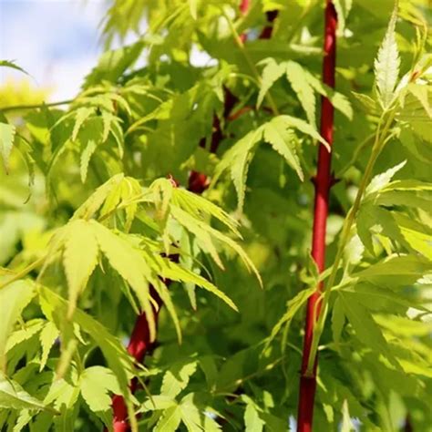 Acer Palmatum Senkaki Maples Garden World Nursery