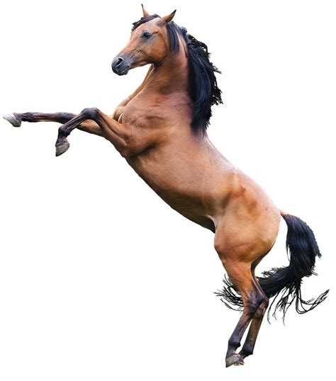 Horse Png Photo Image Png Play