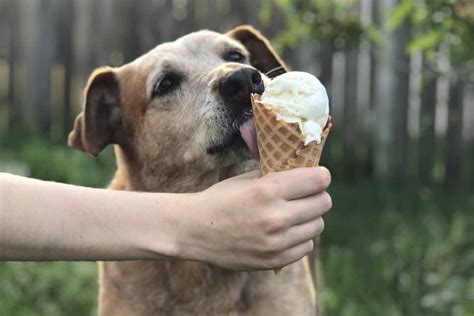 Can Dogs Eat Ice Cream Pet Friendly House