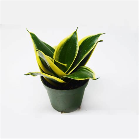 Buy Snake Plant Sansevieria Dwarf Online At Best Price In Kerala From
