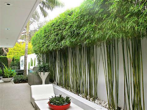 Asian landscaping relies heavily on bamboo in the backyard for privacy and interest. 10 Bamboo Landscaping Ideas - Garden Lovers Club