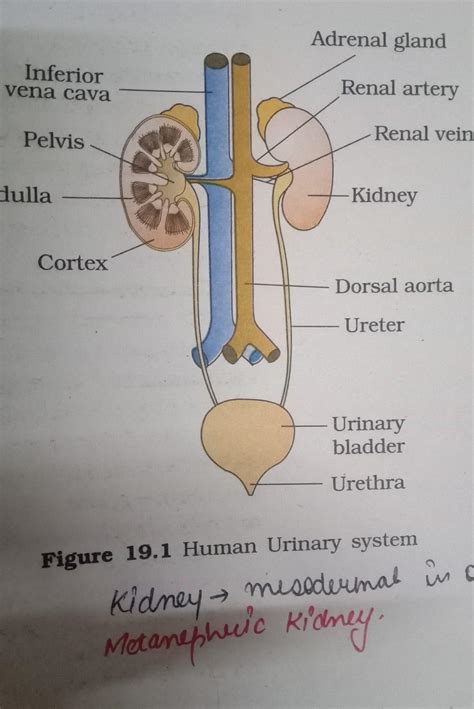 Look at links below to get more options for getting and using clip art. a. Draw a neat diagram of an excretory unit of a human ...