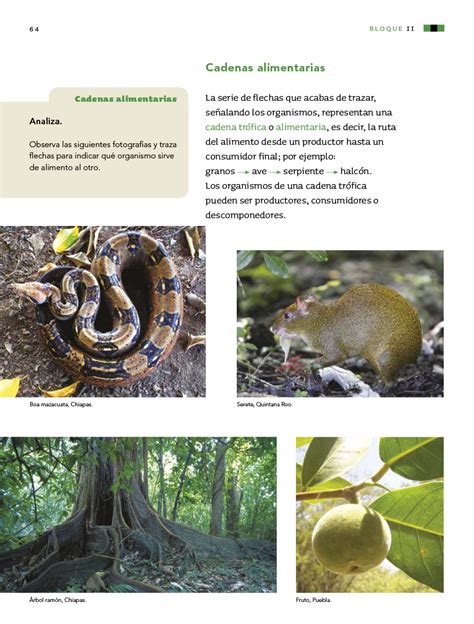 Libro De Texto De Ciencias Naturales Cuarto Grado Libros Famosos Hot