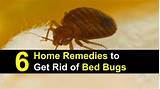 Home Remedies To Get Rid Of Bed Bugs With Alcohol Pictures