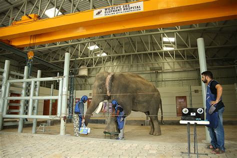 Elephant Hospital Campus Wildlife Sos