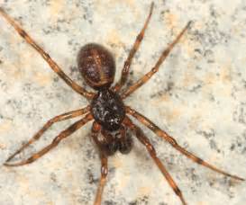 Cobweb Spider Steatoda Borealis Bugguidenet
