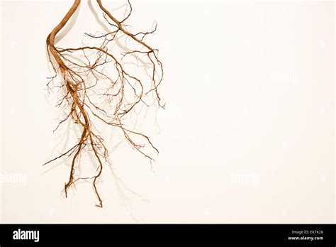 Tree Isolated Roots Hi Res Stock Photography And Images Alamy