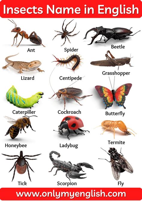 Insects Name List Of Insect Names In English With Pictures Insects
