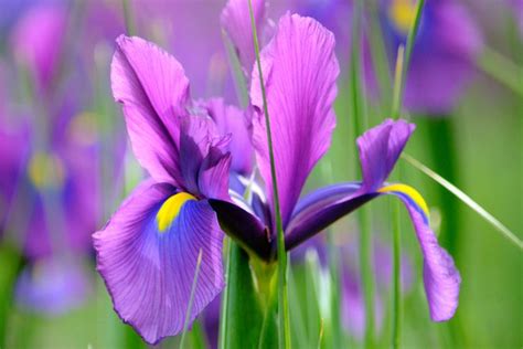 Mengenal Asal Usul Dan Arti Bunga Iris Berdasarkan Warnanya Halaman All