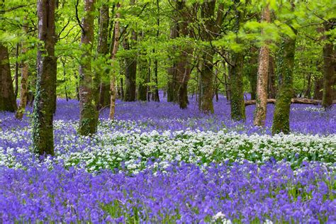 How To Photograph Bluebells Nature Ttl