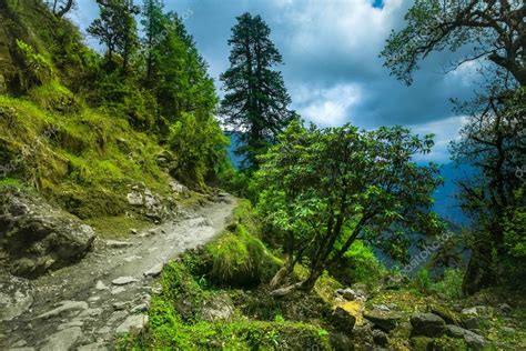 Subtropical Forest In Nepal — Stock Photo © Goinyk 62202771