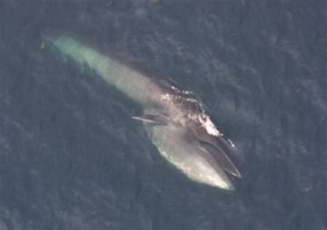 Sei Whale Balaenoptera Borealis