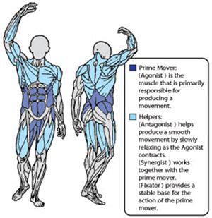 The purpose of this study was to investigate the association between torso. muscles torso - Google Search | anatomy | Pinterest ...