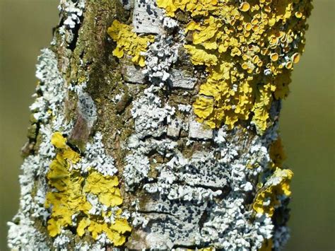 Crustose Lichen Learn About Nature