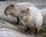 Largest Rodent Pictures