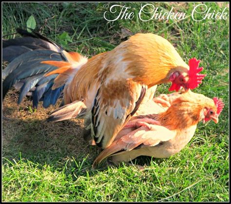 Chicken Mating How Does That Work The Chicken Chick®