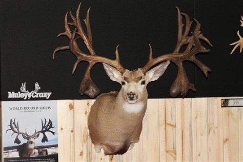 Pandy Club Announces New World Record Velvet Non Typical Mule Deer 324 3