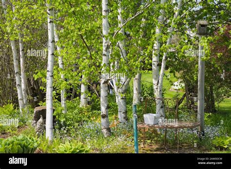 White Birch Trees In Garden Hi Res Stock Photography And Images Alamy