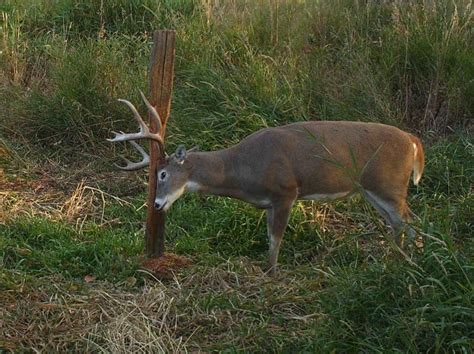 Whitetail Deer Facts You Might Not Know Montana Hunting And Fishing