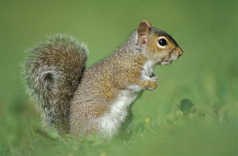 Close Up Of A Grey Squirrel Sciurus Carolinensis In Profile The