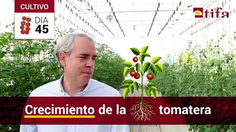 ¿cómo Crece La Planta De Tomate 🍅 En Invernadero Ciclo Vegetativo