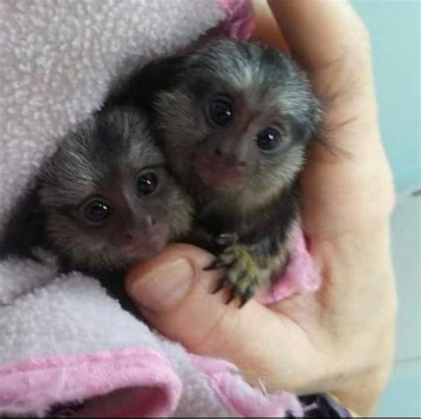 Monos Tití De Bebé Para Su Adopción