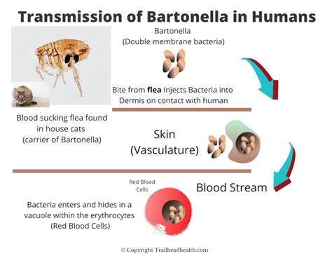 Bartonella Includes At Least 22 Named Species Of Bacteria That Are