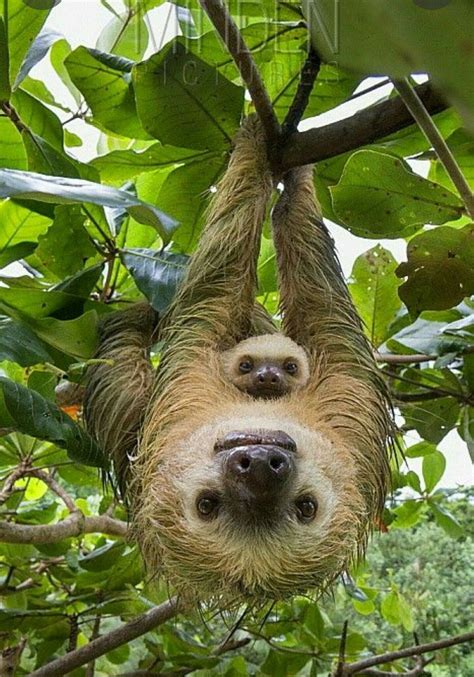 Pin By Marina Vedernikova On Beautiful Birds And Animals Baby Sloth