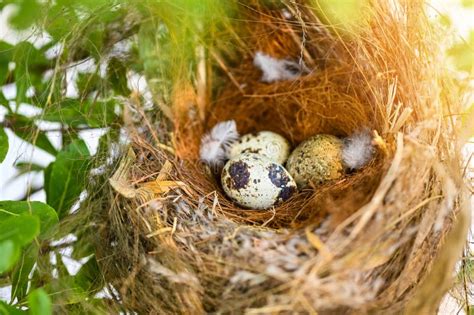 Bird Nest On Tree Branch With Three Eggs Inside Bird Eggs On Birds
