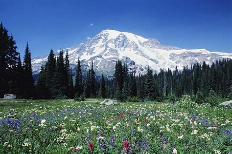 Mt Rainier Day Tour From Seattle Discover Hidden Gems And Amazing Places