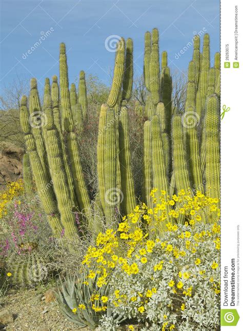 Large Saguaro Cactus And Yellow Flowers Stock Image Image Of Outdoors