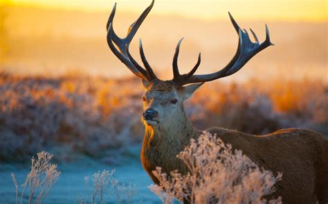 An Awesome Deer In The Field Wild Animal Wallpaper