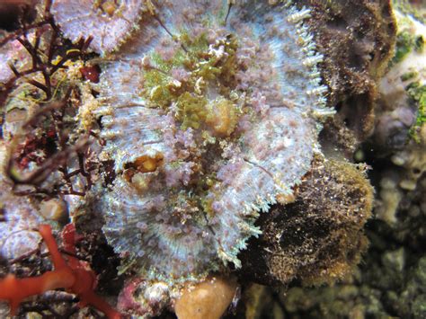 Blue Caribbean Mushroom Florida Keys Marine Life