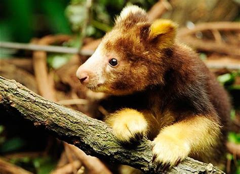 Daily Cuteness Mother And Baby Tree Kangaroos