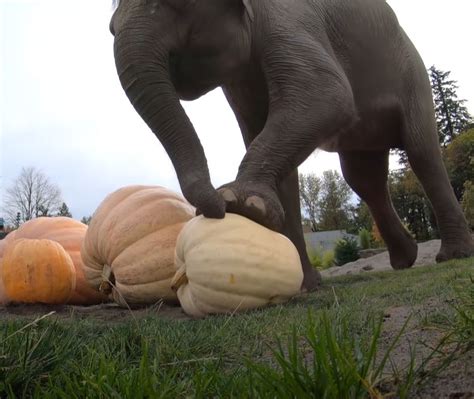 Elephants Spot Giant Pumpkins And Have Time Of Their Lives Smashing Them