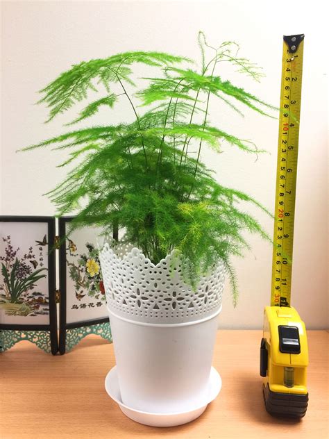 Evergreen House Plant In 14cm White Floral Pot Indoor Office Garden
