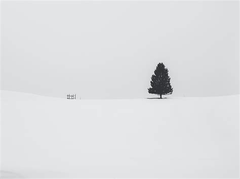 White Tree Snow Wallpapers Wallpaper Cave