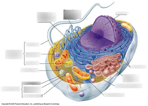 Animal Cell And Functions Diagram Diagram Quizlet