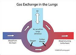 For aquarist purposes, this means matching replenishing depleted oxygen levels in the tank as well as off gassing co2 from the tank water if it is at an elevated level compared. Gaseous exchange - SignWiki