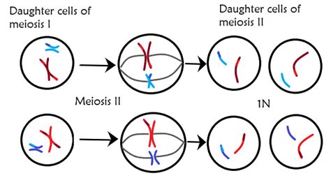 What Is Meiosis — Definition And Overview Expii